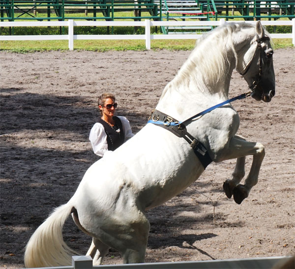 A FANTASTIC Trip to See the Royal Lipizzan Stallions!